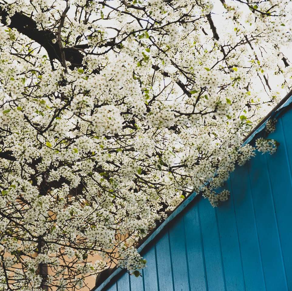 białe i brązowe drzewo obok niebieskiej drewnianej ściany puzzle online