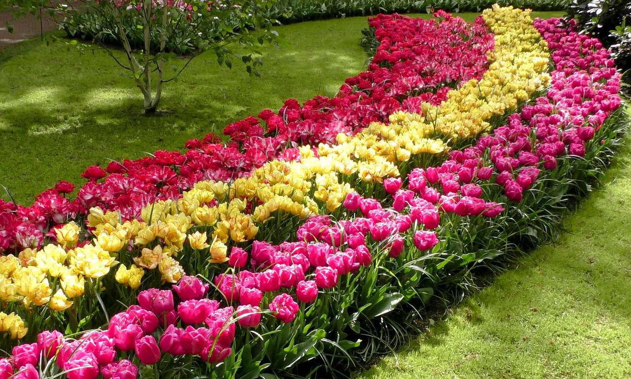 Festiwal tulipanów puzzle online
