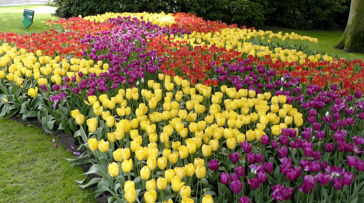 Festiwal tulipanów puzzle online