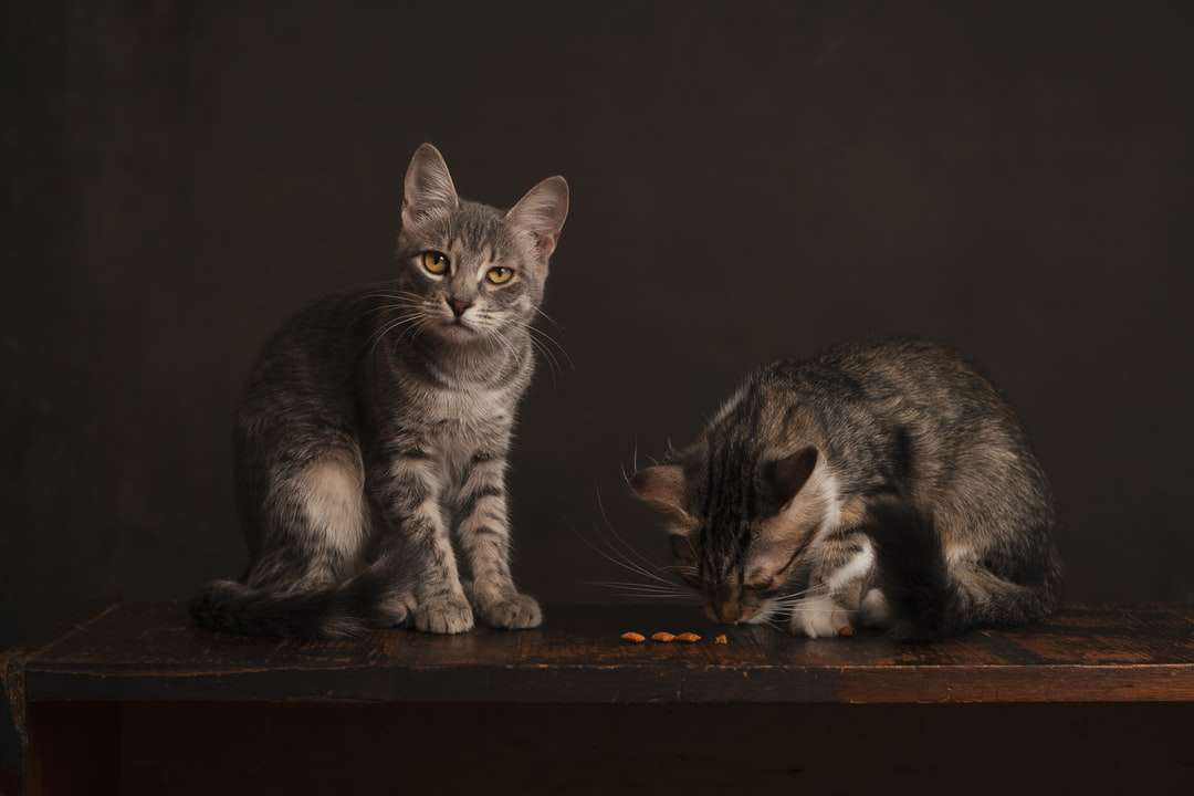 srebrny pręgowany kot na brązowym drewnianym stole puzzle online