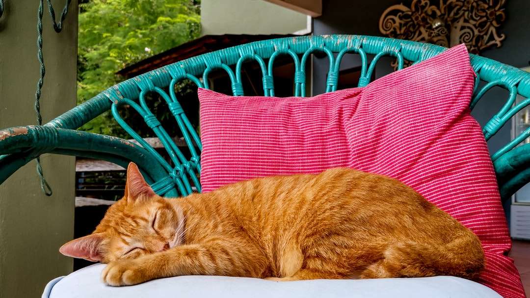 pomarańczowy pręgowany kot leżący na tkaninie w czerwono-czarne paski puzzle online