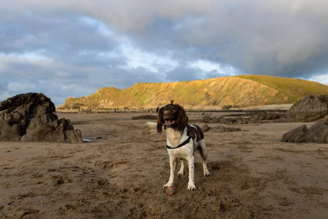 biało-czarny pies krótki płaszcz na brązowym piasku w pobliżu ciała puzzle online