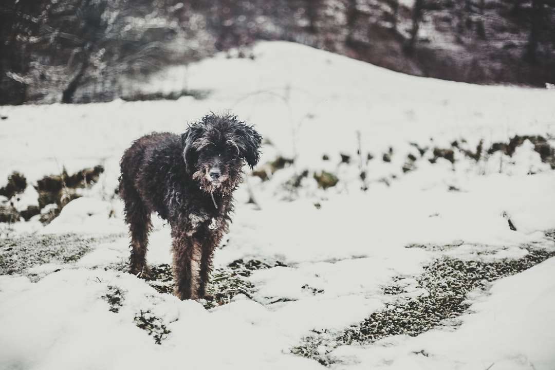 czarny długi płaszcz średni pies biegający po zaśnieżonej ziemi puzzle online
