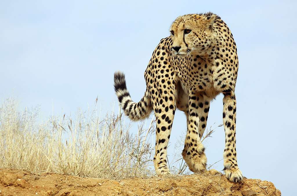 Gepard.... puzzle online