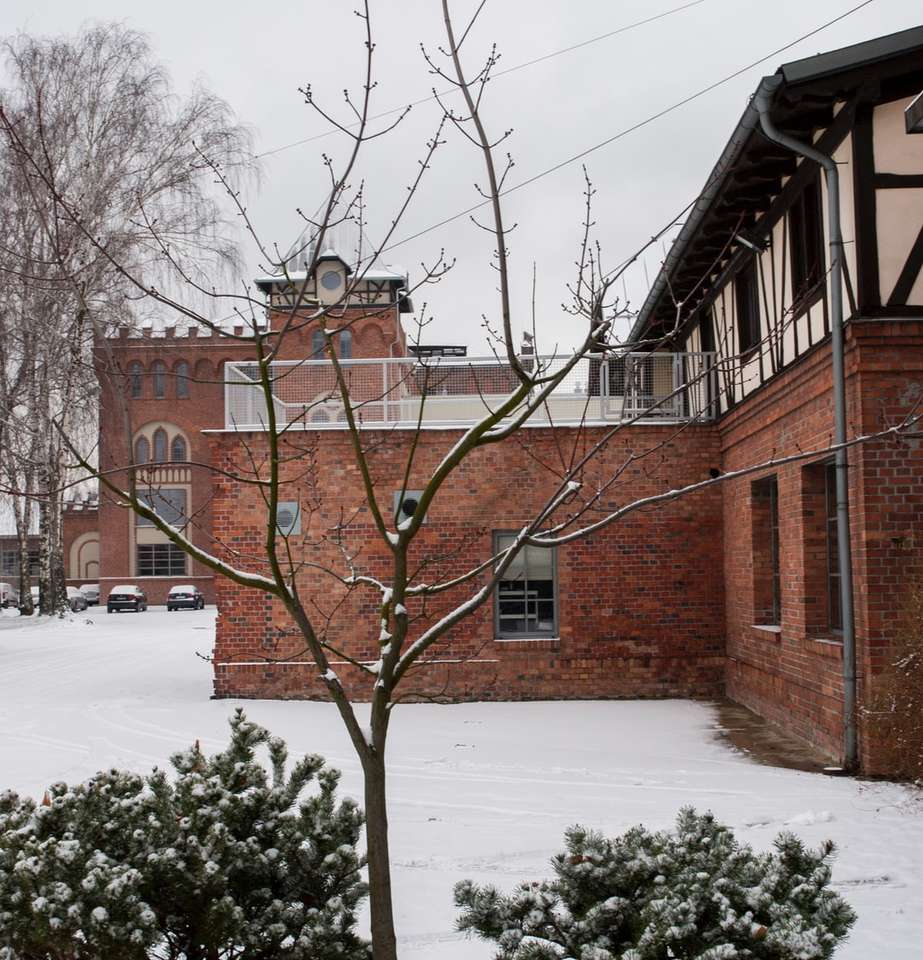 brązowe nagie drzewo na ziemi pokrytej śniegiem puzzle online