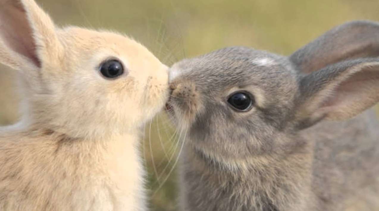Miłość między królikami puzzle online