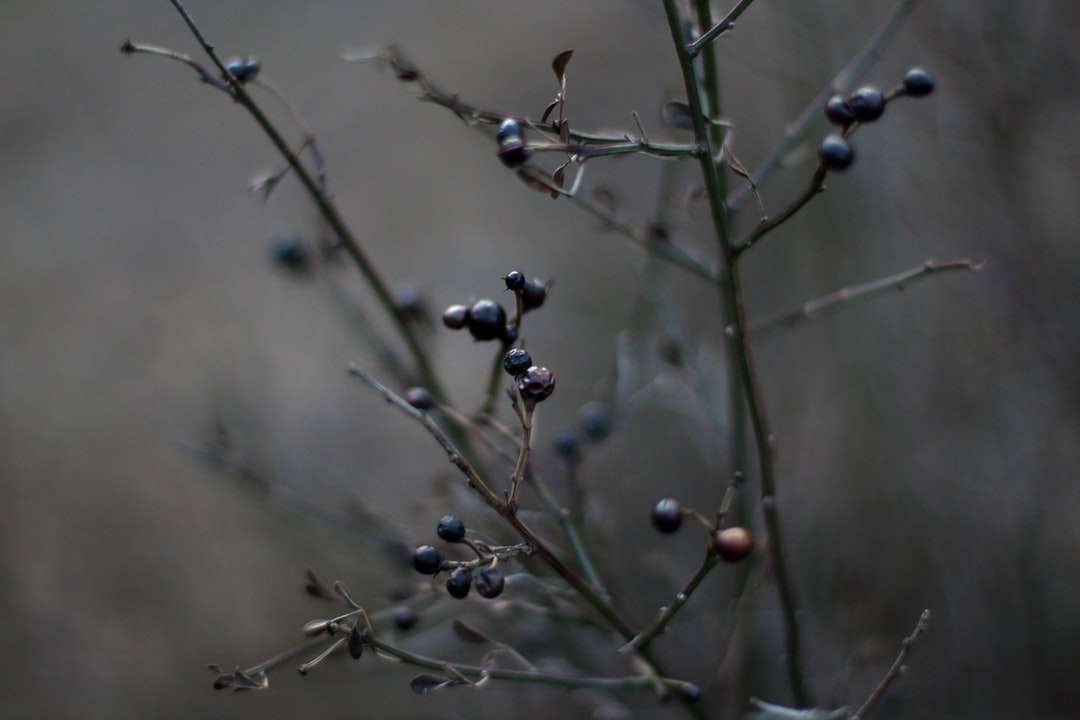 czarne okrągłe owoce na gałęzi drzewa puzzle online