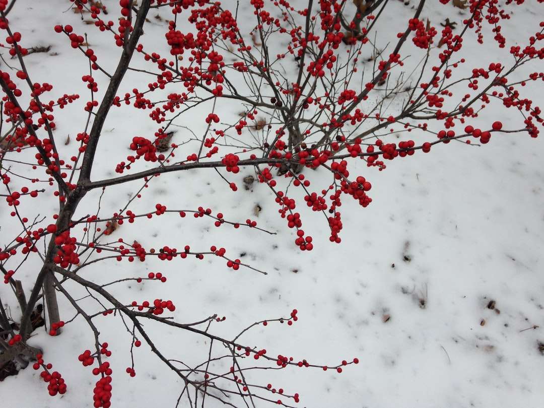 czerwone i białe kwiaty na gałęzi drzewa puzzle online