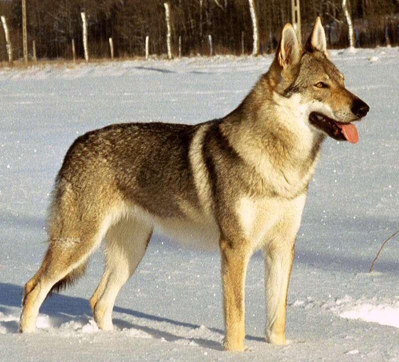 Tschechoslowakischer Wolfhund puzzle online