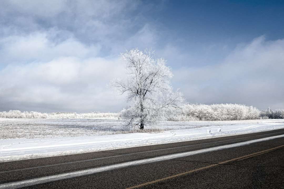 bezlistne drzewo na ziemi pokryte śniegiem w pobliżu drogi puzzle online