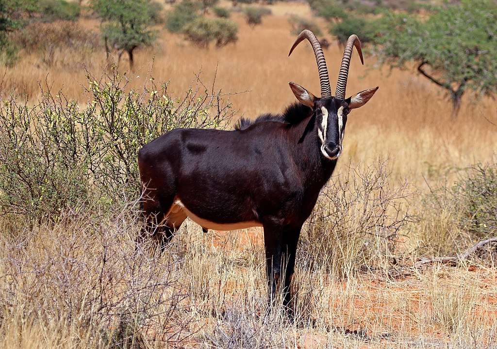 Sable antelope puzzle online