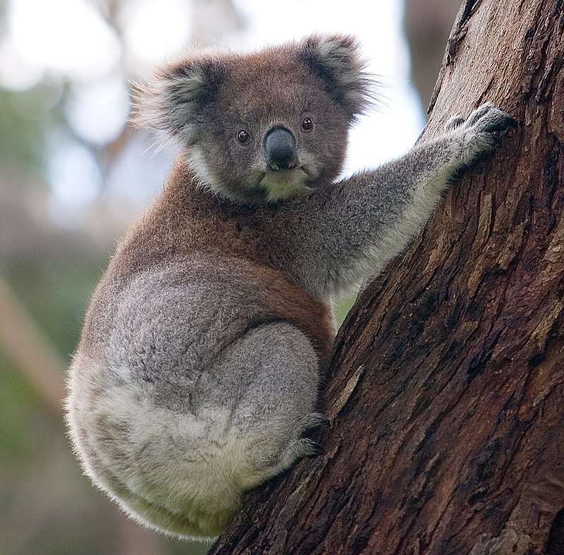 Koala........ puzzle online