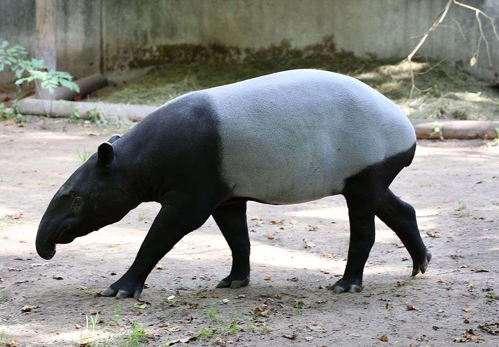 Malayan tapir puzzle online