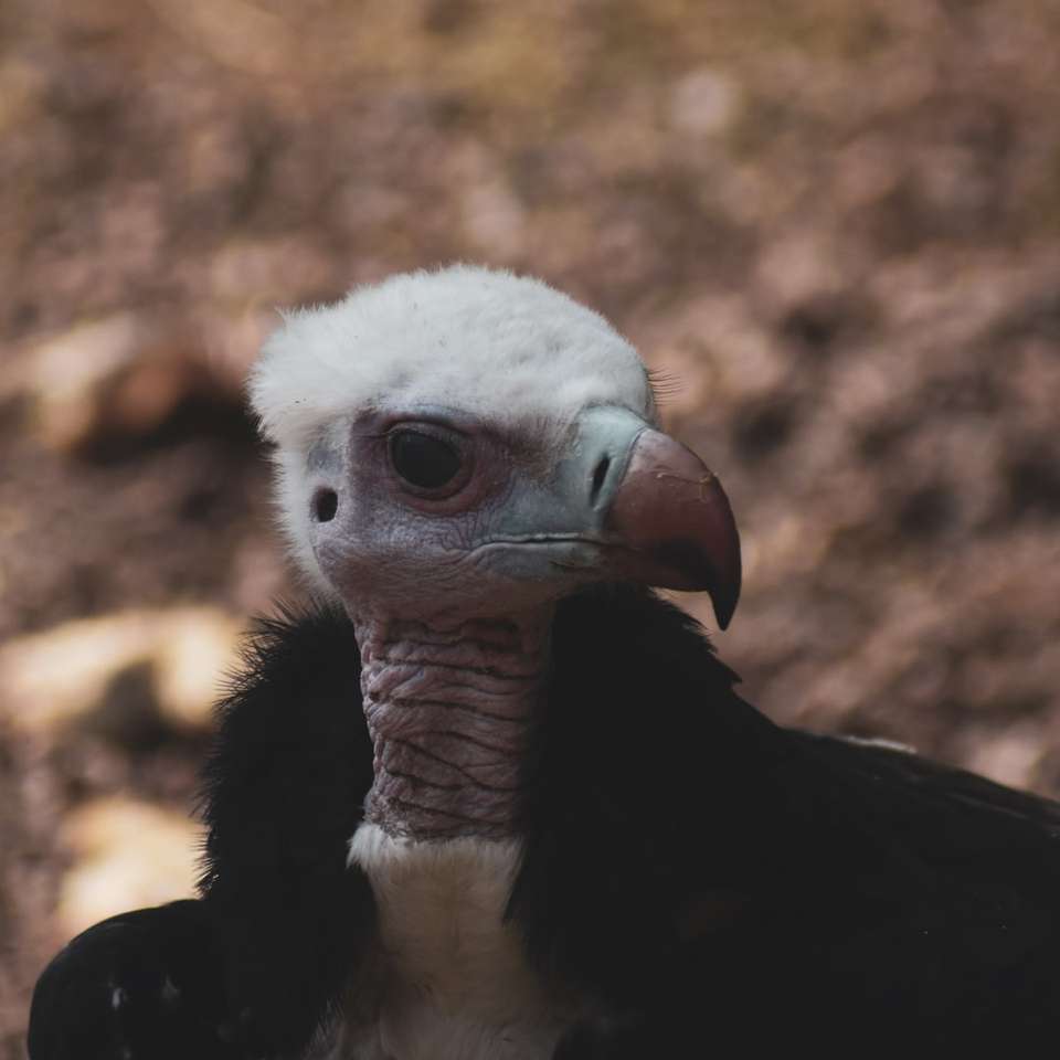 czarno-biały ptak w fotografii z bliska puzzle online