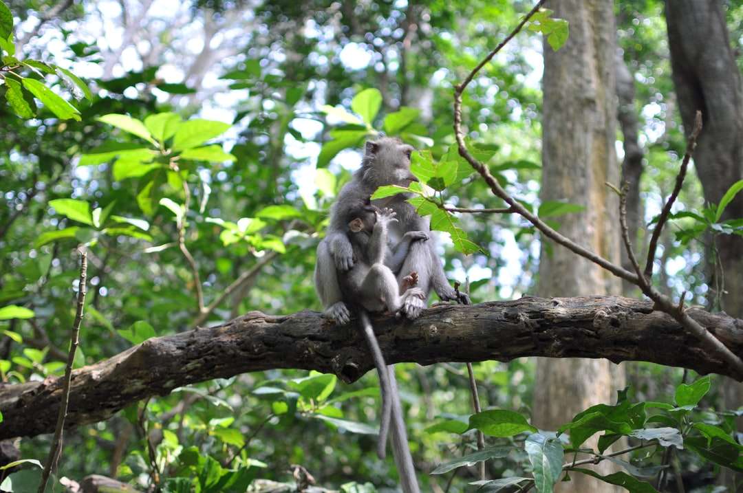 szara małpa na brązowej gałęzi drzewa w ciągu dnia puzzle online