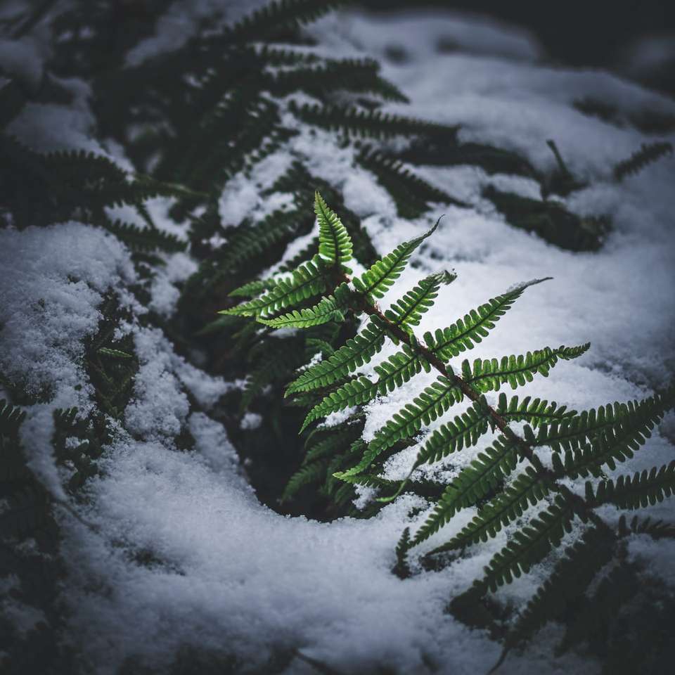 zielona sosna pokryta śniegiem puzzle online