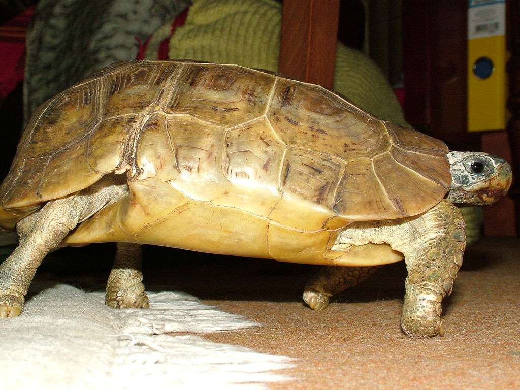 Bell's hinge-back tortoise puzzle online