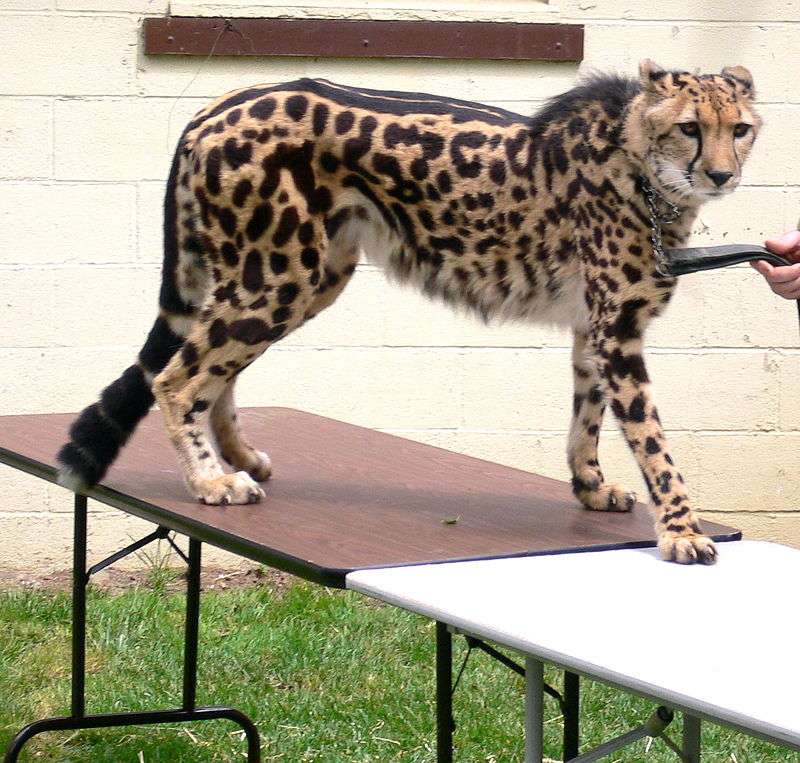 Cheetah........ puzzle online
