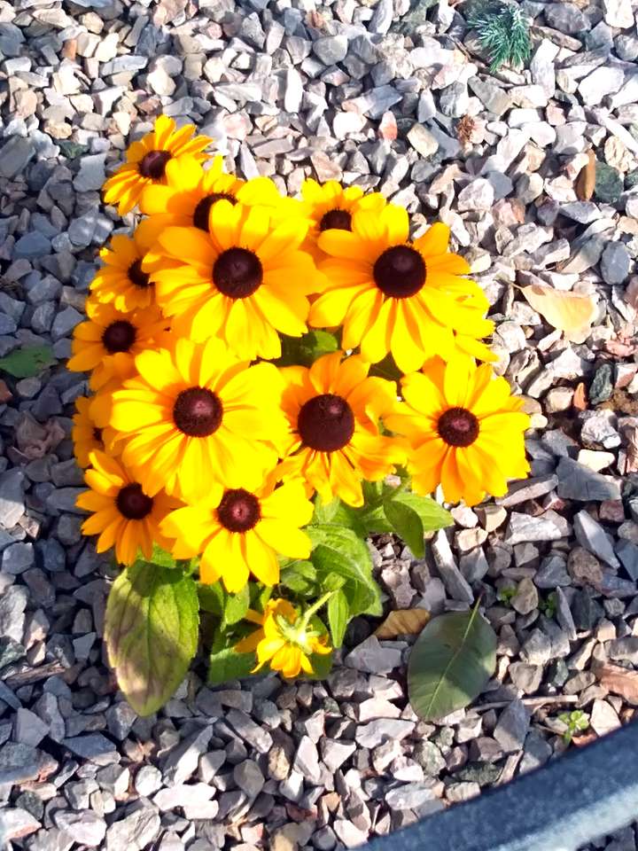 Kwiatuszki słońcem malowane puzzle online