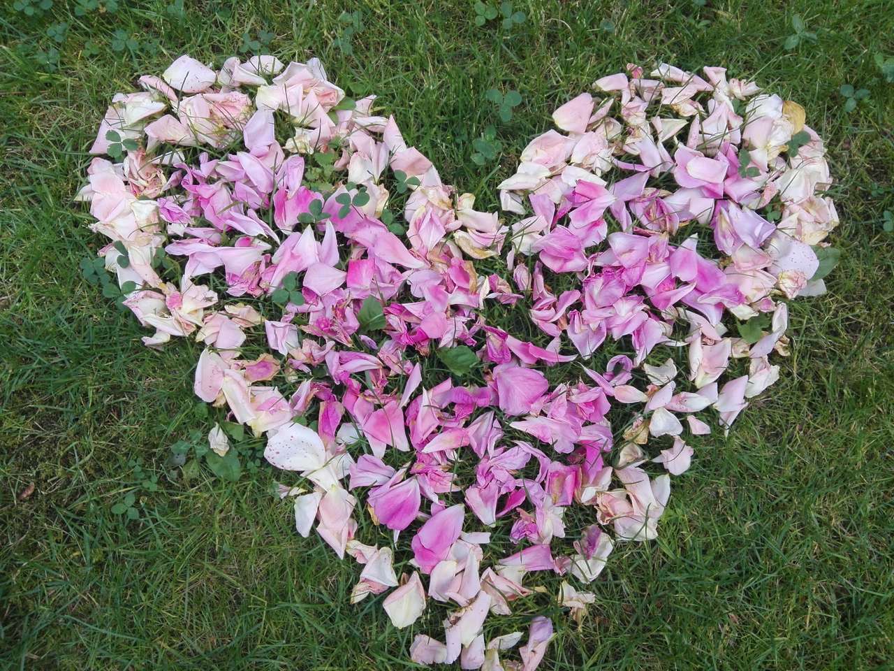 Serce z płatków róży puzzle online