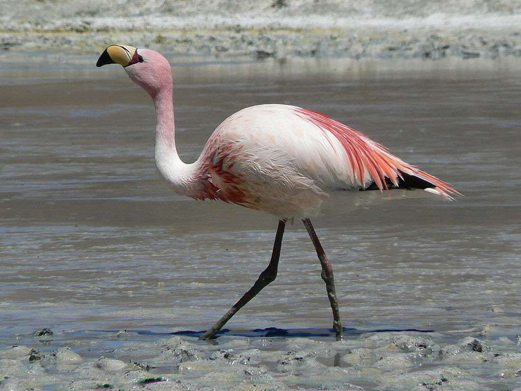 Flamingo's ... legpuzzel