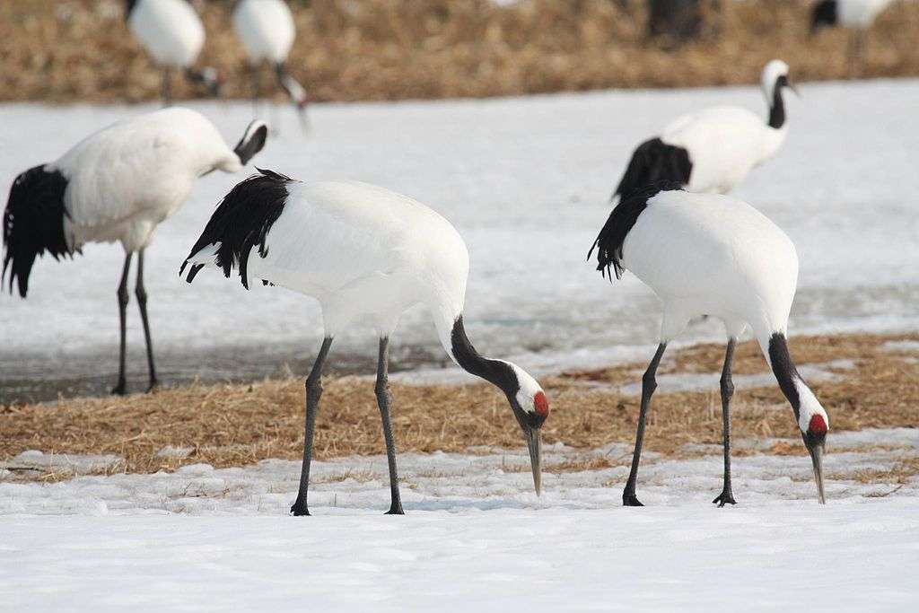 Red-crowned crane puzzle online