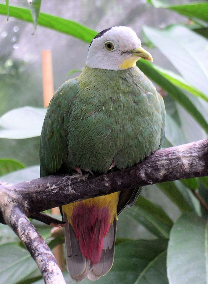 Black-naped fruit dove puzzle online