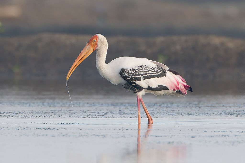 Painted stork puzzle online