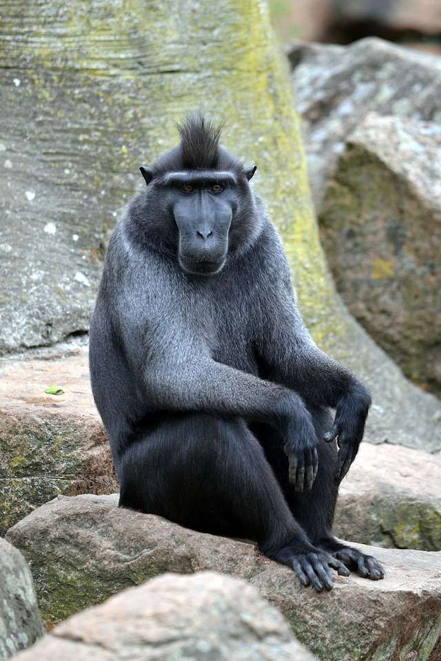 Celebes crested macaque puzzle online