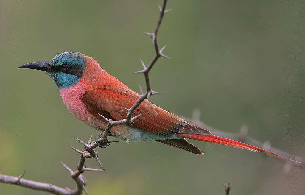 Northern carmine bee-eater puzzle online