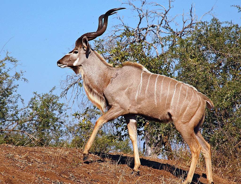 Grande Kudu quebra-cabeça
