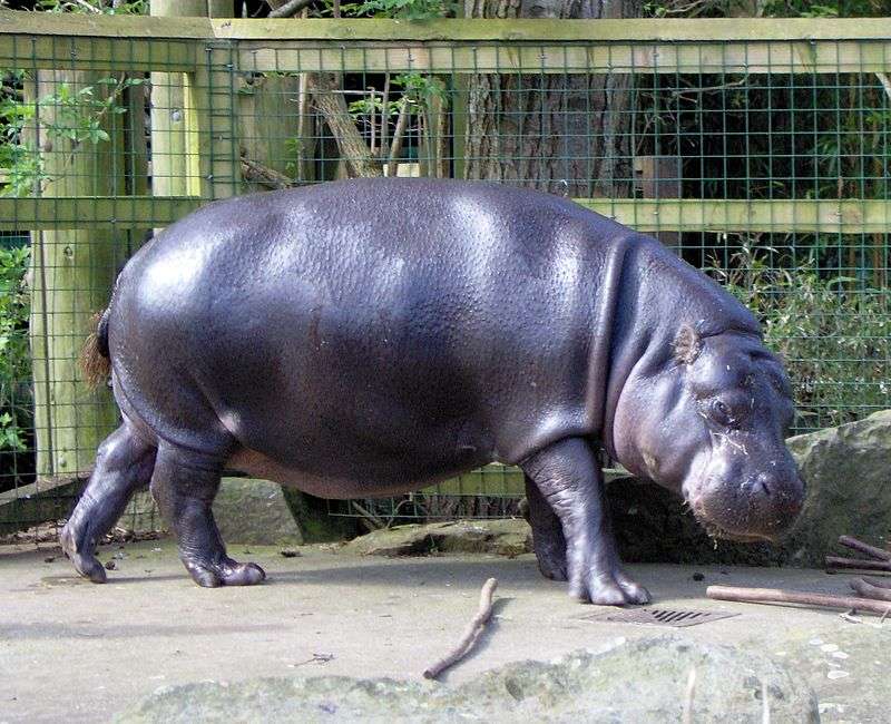 Pygmy hippopotamus puzzle online