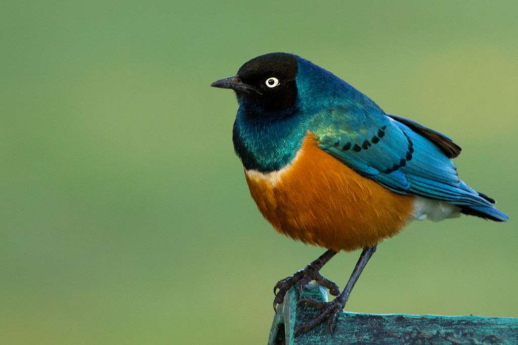 Superb starling puzzle online