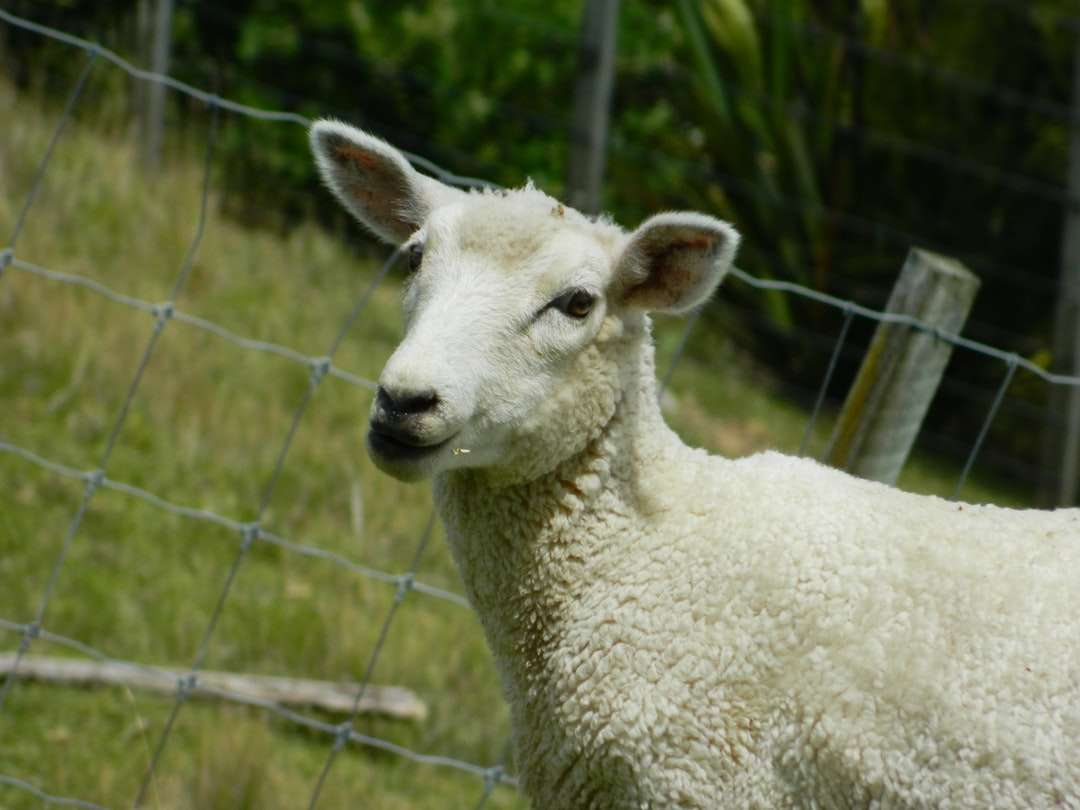białe owce na zielonym polu trawy w ciągu dnia puzzle online