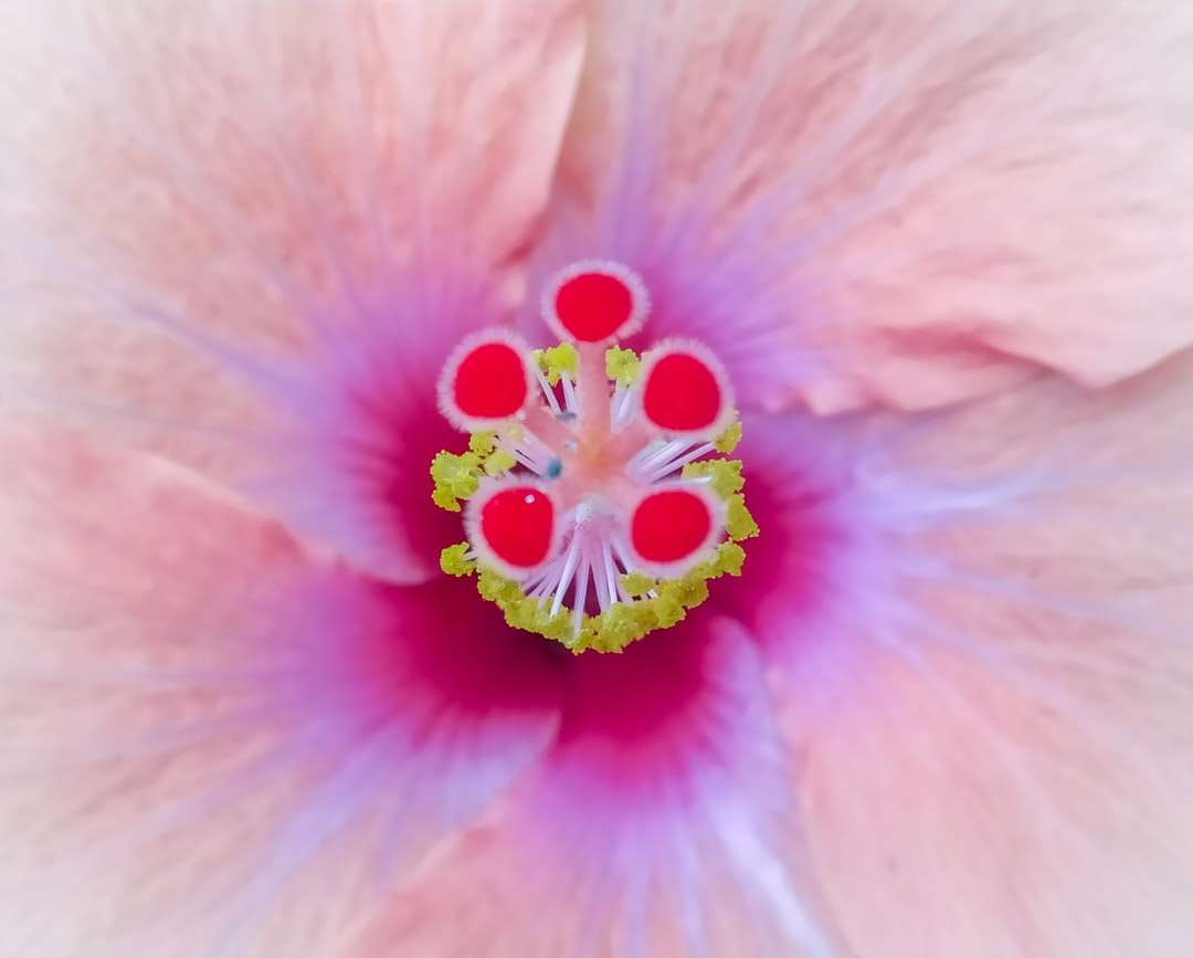 różowy kwiat w obiektyw makro puzzle online