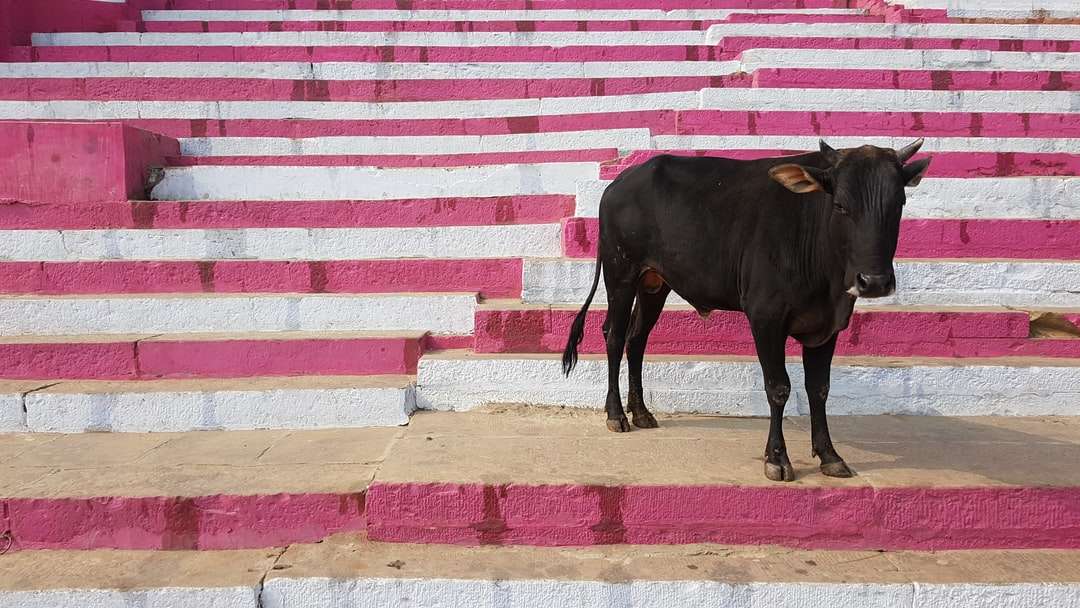 czarna krowa na brązowo-białej betonowej podłodze puzzle online