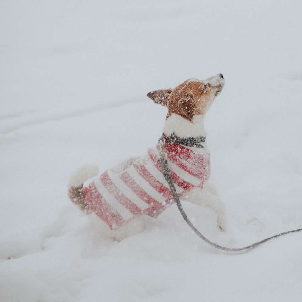 biały i brązowy pies krótkowłosy na śniegu pokrytym ziemią puzzle online