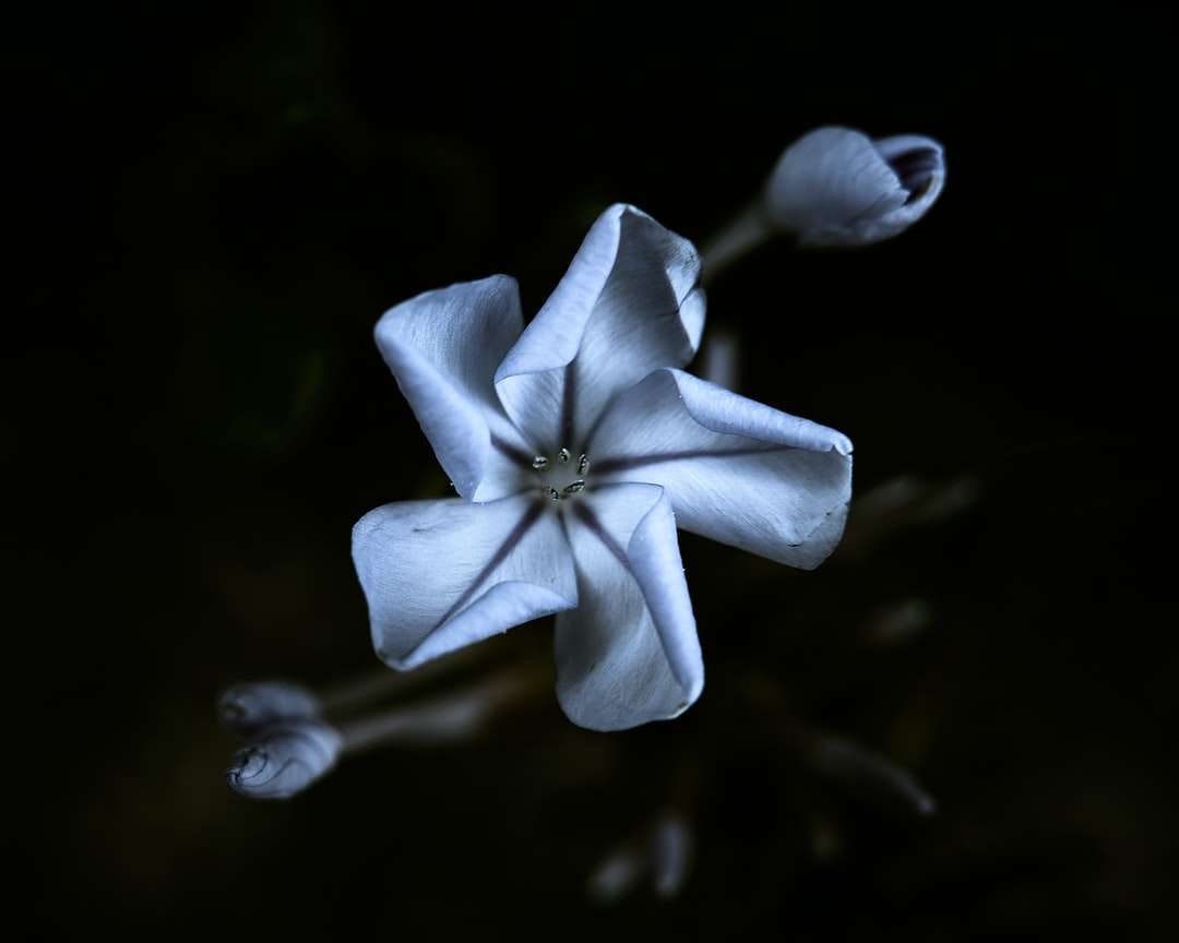 biały kwiat na czarnym tle puzzle online