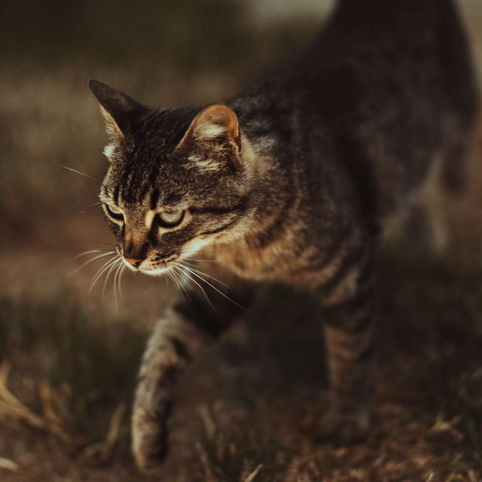 brązowy pręgowany kot na brązowym polu trawy puzzle online