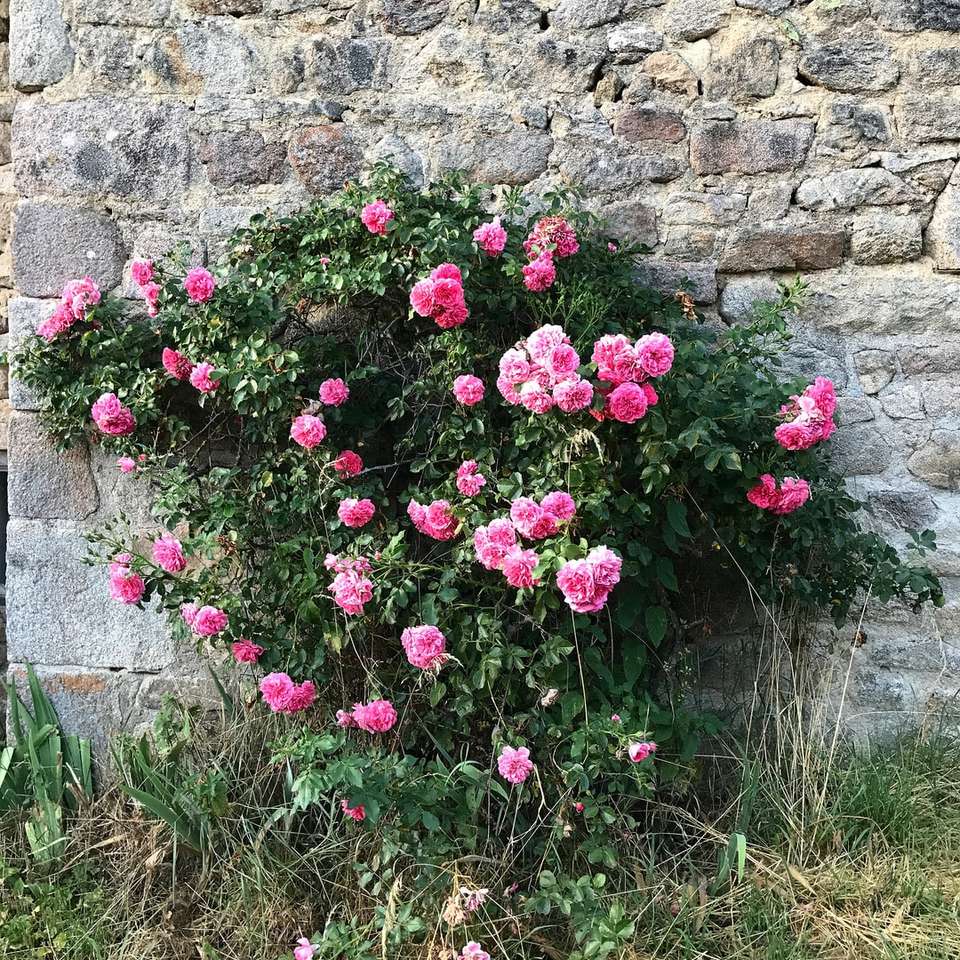 różowe kwiaty obok szarej betonowej ściany puzzle online