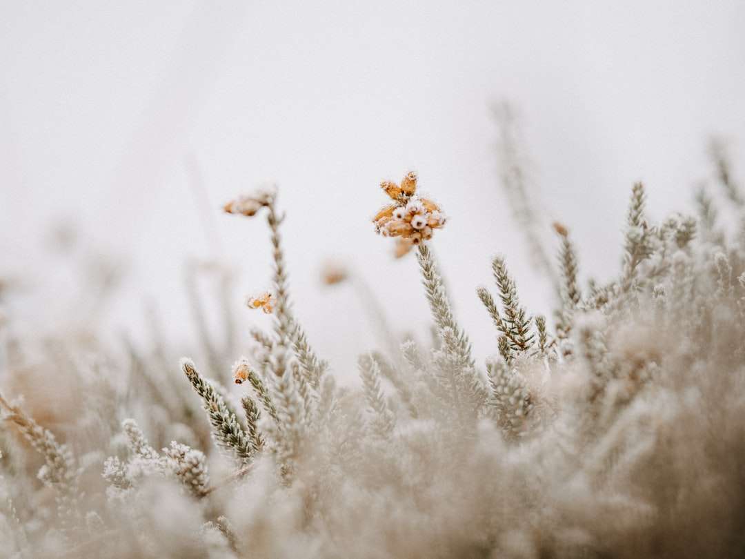 brązowa roślina na białym śniegu puzzle online