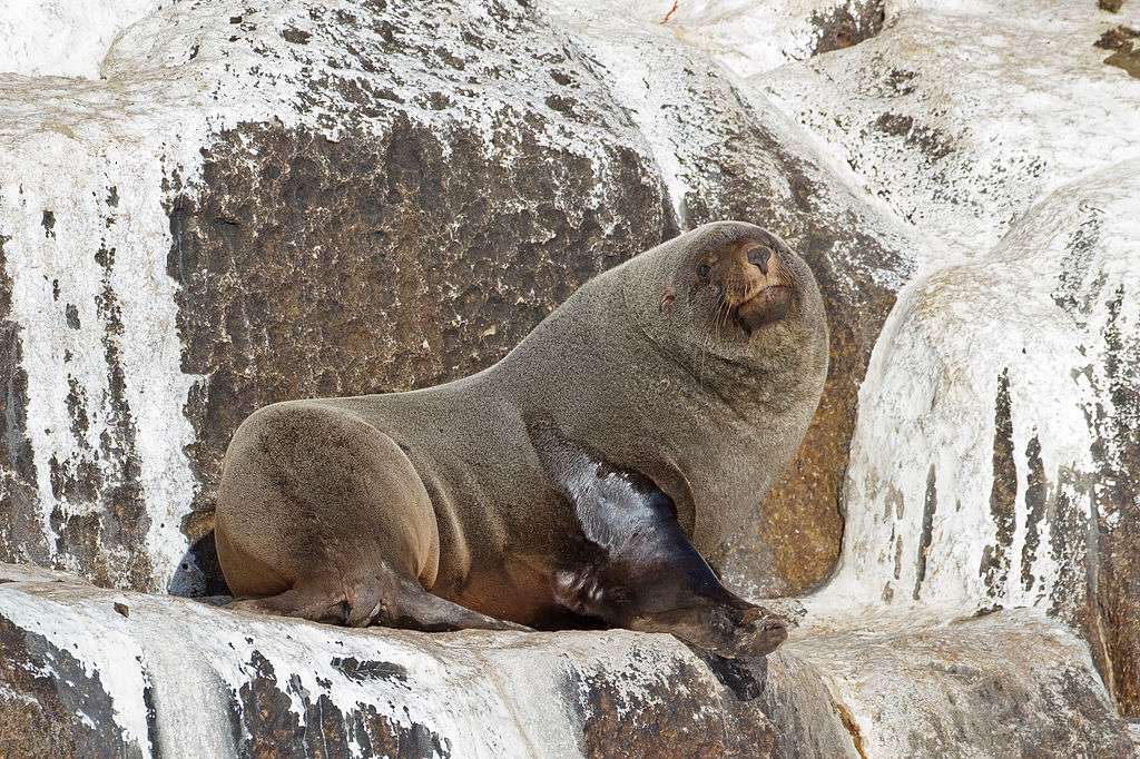 Brown fur seal puzzle online