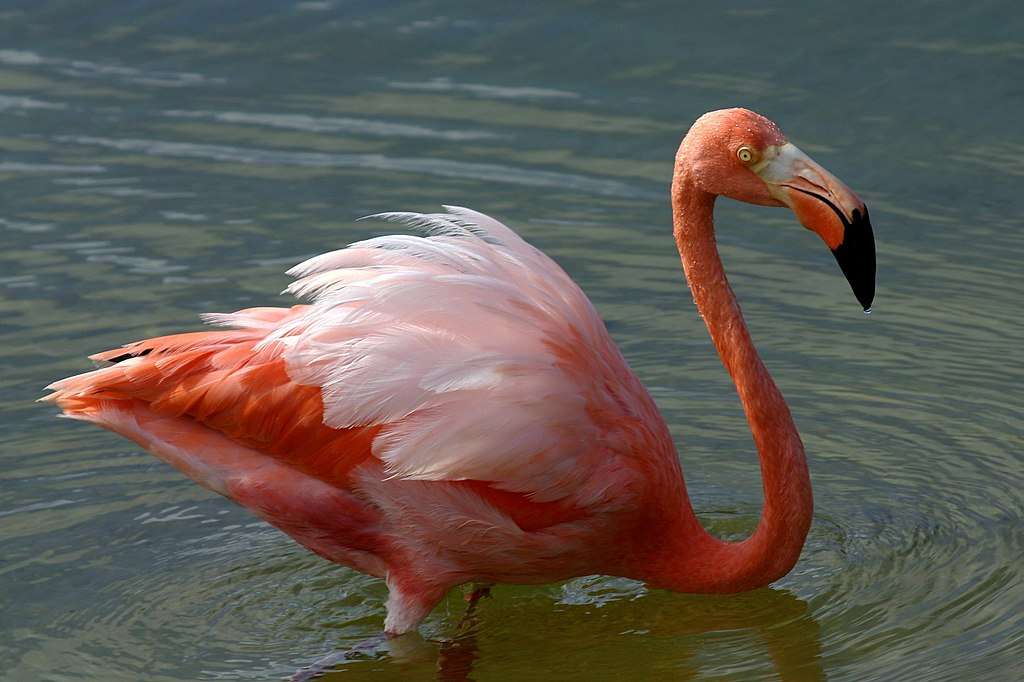 American flamingo puzzle online