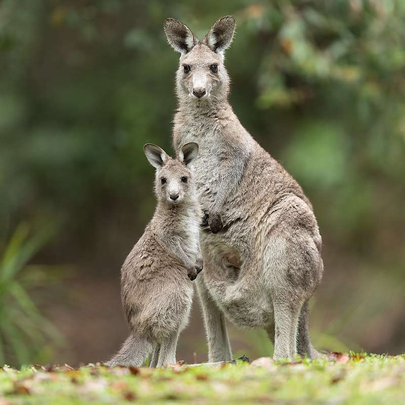 Eastern grey kangaroo puzzle online