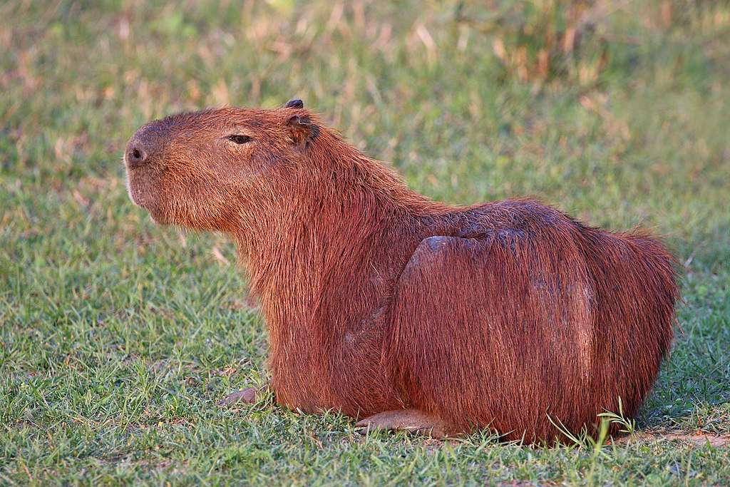 Capybara.... puzzle online
