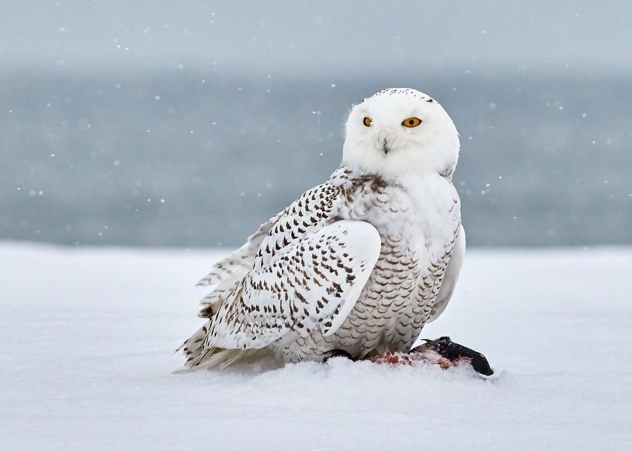 Snowy owl puzzle online