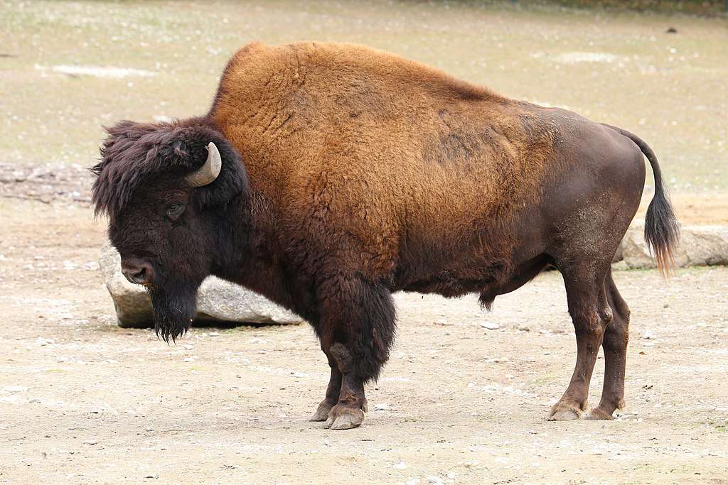 Wood bison puzzle online