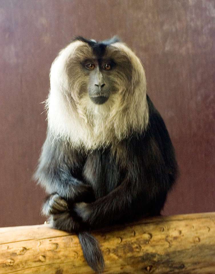 Lion-tailed macaque puzzle online