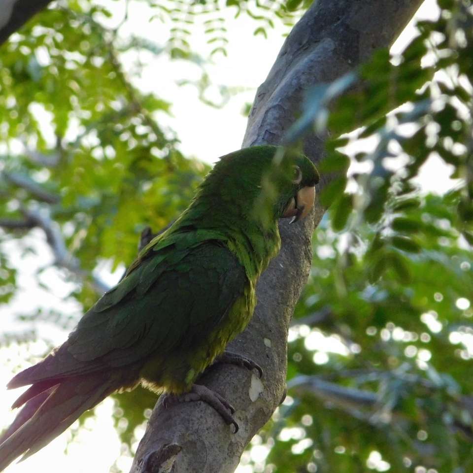 zielona papuga na brązowej gałęzi drzewa w ciągu dnia puzzle online