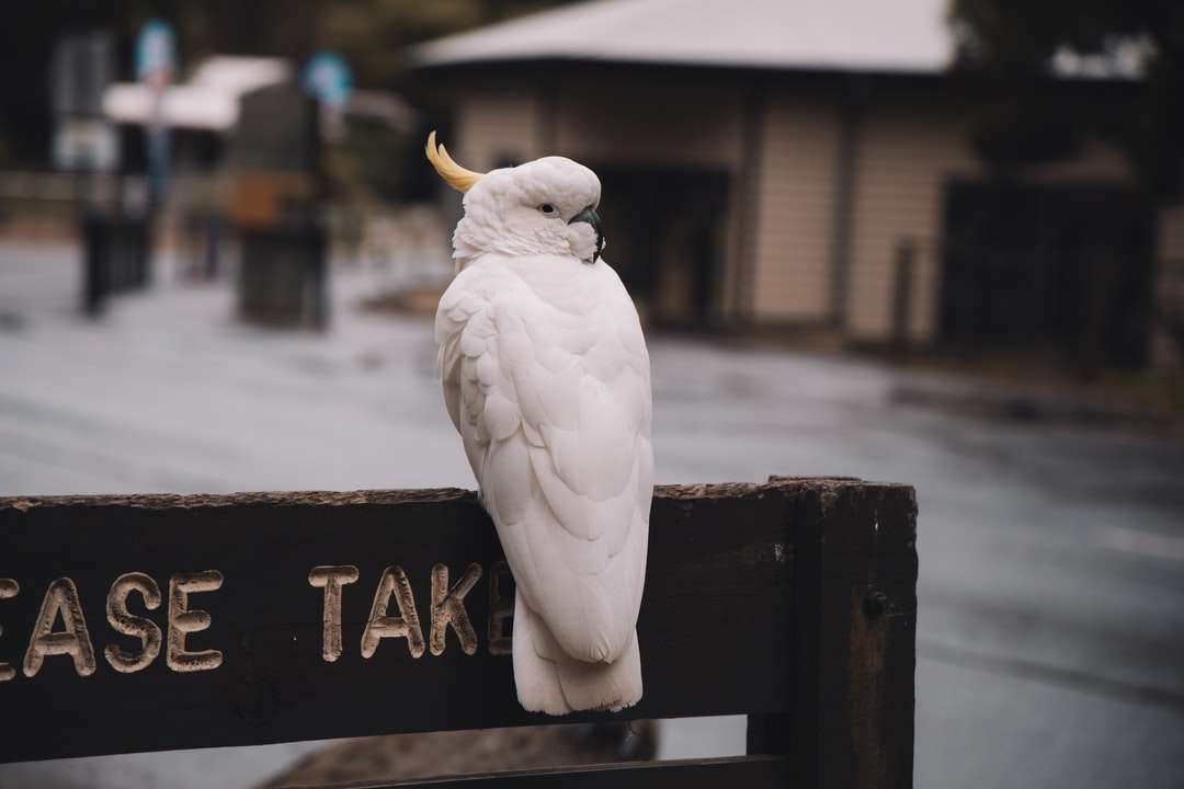 biały ptak na czarnym drewnianym oznakowaniu puzzle online
